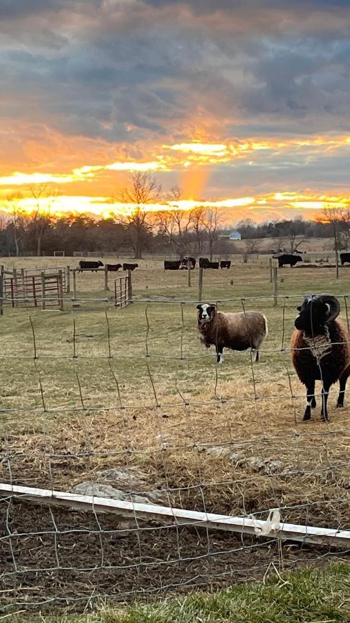 Shenandoah Valley Glamping - Amazing Views - Farm Edinburg Exteriör bild